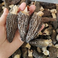 云南土特產羊肚菌干貨散裝大貨批發(fā)廠家直批新貨煲湯干蘑菇羊肚菌